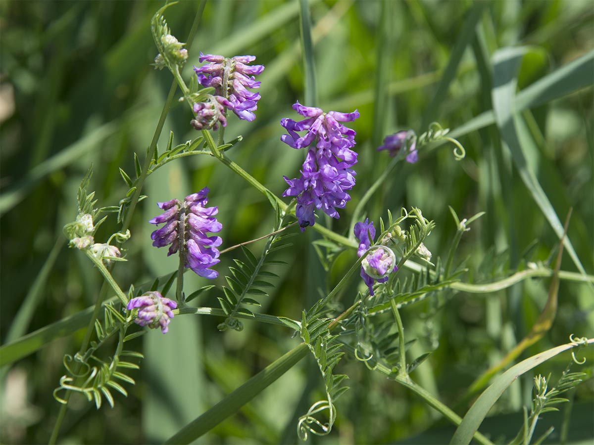 Vicia cracca